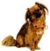 SUCHtrupp Dots pull stop collar, gold