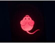 Trixie Catch the Light LED Pointer, Mouse, USB, 8,5cm