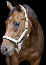 Cavezza USG Onyx, scintillante, finiture dorate, crema, warmblood