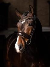 Briglia da dressage LeMieux Kudos Patent, marrone, pony