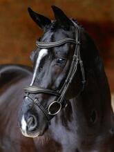 Briglia LeMieux Kudos Contour, nera, Cob