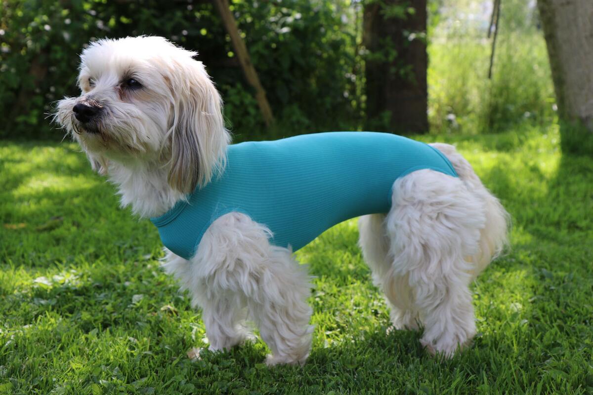 VetMedCare DOG BODY ohne Beine | Grün | für Hündinnen und Rüden | Hündin | S+