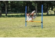 Trixie Fun Agility Hurdle, plastica, 123x115cm, ø3cm, blu/arancio