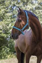 NORTON Fluo Halfter, gefüttert, blau, Warmblut