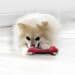 KONG Goodie Bone Hundespielzeug