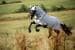 Covalliero RugBe SuperFly Fliegendecke inkl. Halsteil