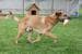 KERBL Pet training dummy with loop
