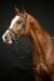 HKM Jana Snaffle