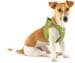 curli Clasp Air-Mesh Hundegeschirr