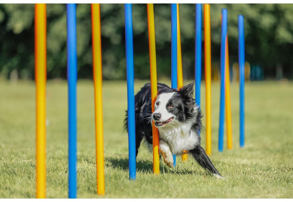 Trixie Fun Agility Slalom, Kunststoff, ø3x115cm, 12 Stück, blau/orange