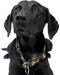 SUCHtrupp Jungle pull stop collar