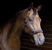 Cavezza USG Onyx, scintillante, metallo scuro. accessori, nero, warmblood