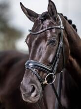 Briglia da dressage LeMieux Kudos Classic, nera, per pony