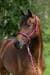 Cavezza Covalliero Mustang