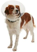 KRUUSE BUSTER Clic Collar, collare protettivo, 25 cm, 10 pezzi