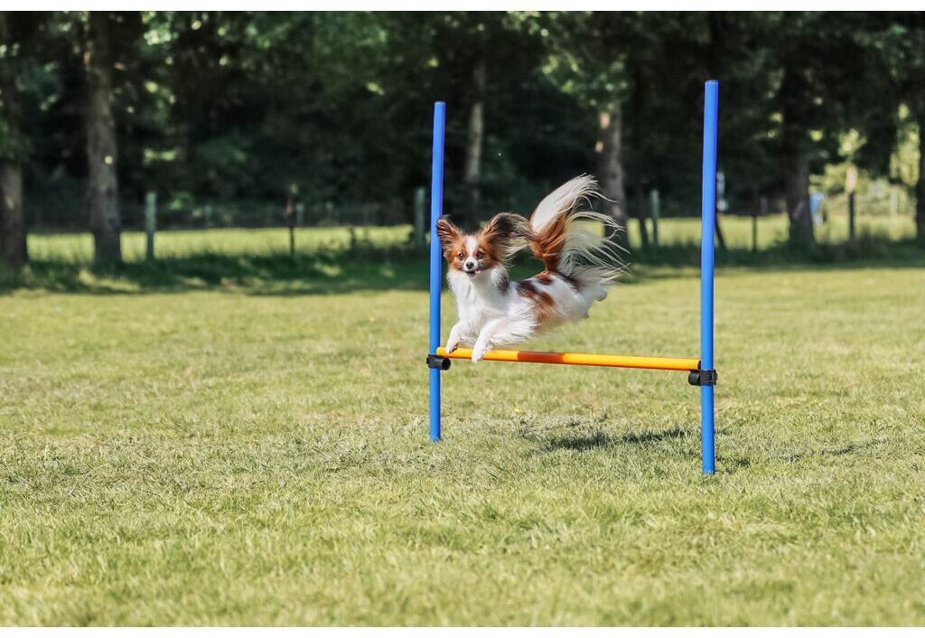 Trixie Fun Agility Hürde, Kunststoff, 123x115cm, ø3cm, blau/orange