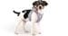 curli Puppy Starter Box