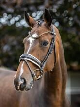 Briglia da dressage LeMieux Kudos Patent, marrone/bianca, Cob
