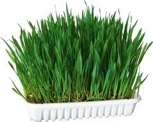 KERBL Pet Nagergras, 100g