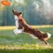 Kippy DOG GPS-Tracker