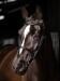LeMieux Arika Cavesson Snaffle