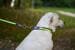KERBL Pet Light & Reflex Leuchthalsband