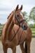 HKM Melinda Snaffle, nero