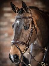 LeMieux Kudos Competition Flash Bridle, Havana, X-Full