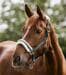 Halter elegante Waldhausen