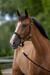 Cavezza Covalliero TopLine