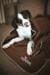 HUNTER Casper Hundedecke, 140x100cm