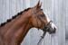 HKM Jana Snaffle