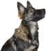 KERBL Pet Nylon Muzzle
