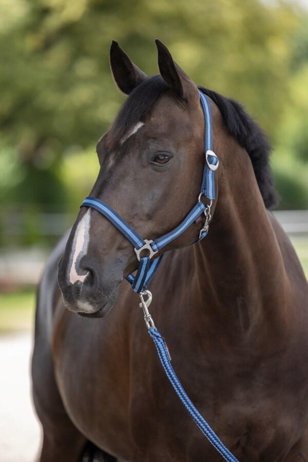 Covalliero Hippo Nylonhalfter, Cob, marine/hellblau