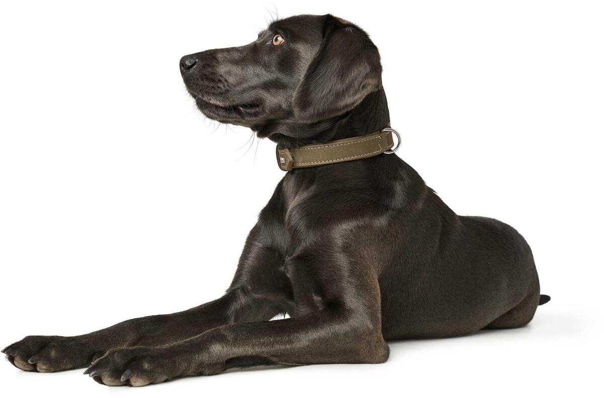 hundebett mittelgroe hunde Hundebett aus Holz fr kleine/mittelgroe Hunde oder Katzen in Natur   Dekorie GmbH