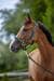 Cavezza Covalliero TopLine