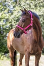 NORTON Fluo Halfter, gefüttert, rosa, Vollblut
