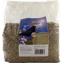 Pfiffikus schalenlose Sonnenblumenkerne | Vogelfutter