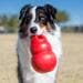 Gioco per cani KONG Bounzer