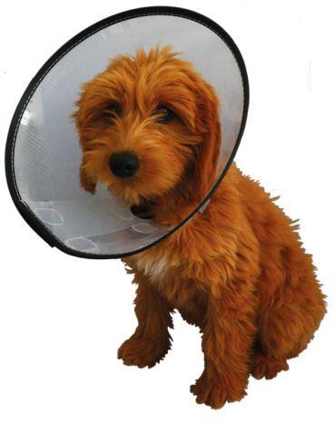 reboVet Comfort Click Halskragen für Hunde, 10 Stück, transparent, 7,5cm