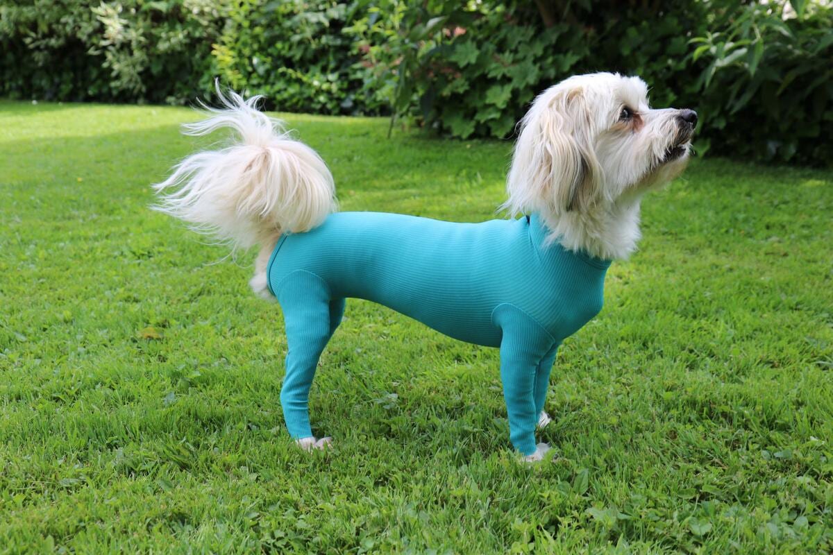 VetMedCare Dog Body mit Beinen, XS+, grün, Rüde