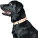 Hunter Trino Hundehalsband, M