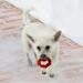 Gioco per cani KONG Ring