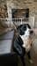 DogSpace Max L Griglia per caminetto