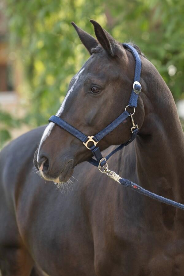 Covalliero Doria Halfter, navy, Cob