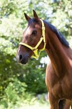 NORTON Fluo Halfter, gefüttert, gelb, Warmblut