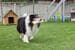 KERBL Pet training dummy with loop