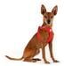 curli Clasp Air-Mesh Hundegeschirr