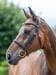 LeMieux Arika Cavesson Snaffle