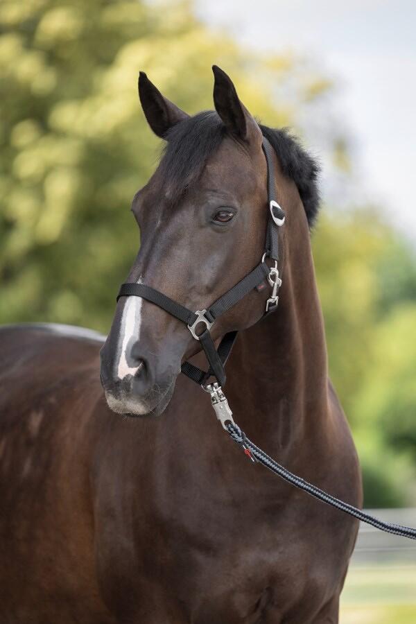 Covalliero Hippo Nylonhalfter, Cob, schwarz